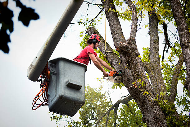 Best Emergency Tree Removal  in USA